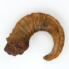 Rare and Early 19th Century, Whimsical, Carved, Scottish, Rams Horn Snuff Mull Of Small Proportions, Circa 1820.