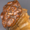 Rare and Early 19th Century, Whimsical, Carved, Scottish, Rams Horn Snuff Mull Of Small Proportions, Circa 1820.