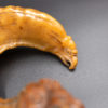 Rare and Early 19th Century, Whimsical, Carved, Scottish, Rams Horn Snuff Mull Of Small Proportions, Circa 1820.