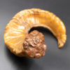 Rare and Early 19th Century, Whimsical, Carved, Scottish, Rams Horn Snuff Mull Of Small Proportions, Circa 1820.