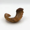 Rare and Early 19th Century, Whimsical, Carved, Scottish, Rams Horn Snuff Mull Of Small Proportions, Circa 1820.