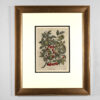 Framed Botanical, France Circa 1890