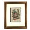 Framed Botanical, France Circa 1890
