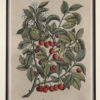 Framed Botanical, France Circa 1890