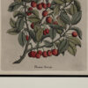 Framed Botanical, France Circa 1890