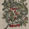 Framed Botanical, France Circa 1890